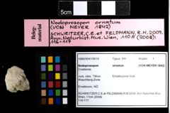 Foto (Objekt + Etiketten) von Nodoprosopon ornatum (von Meyer, 1842) 